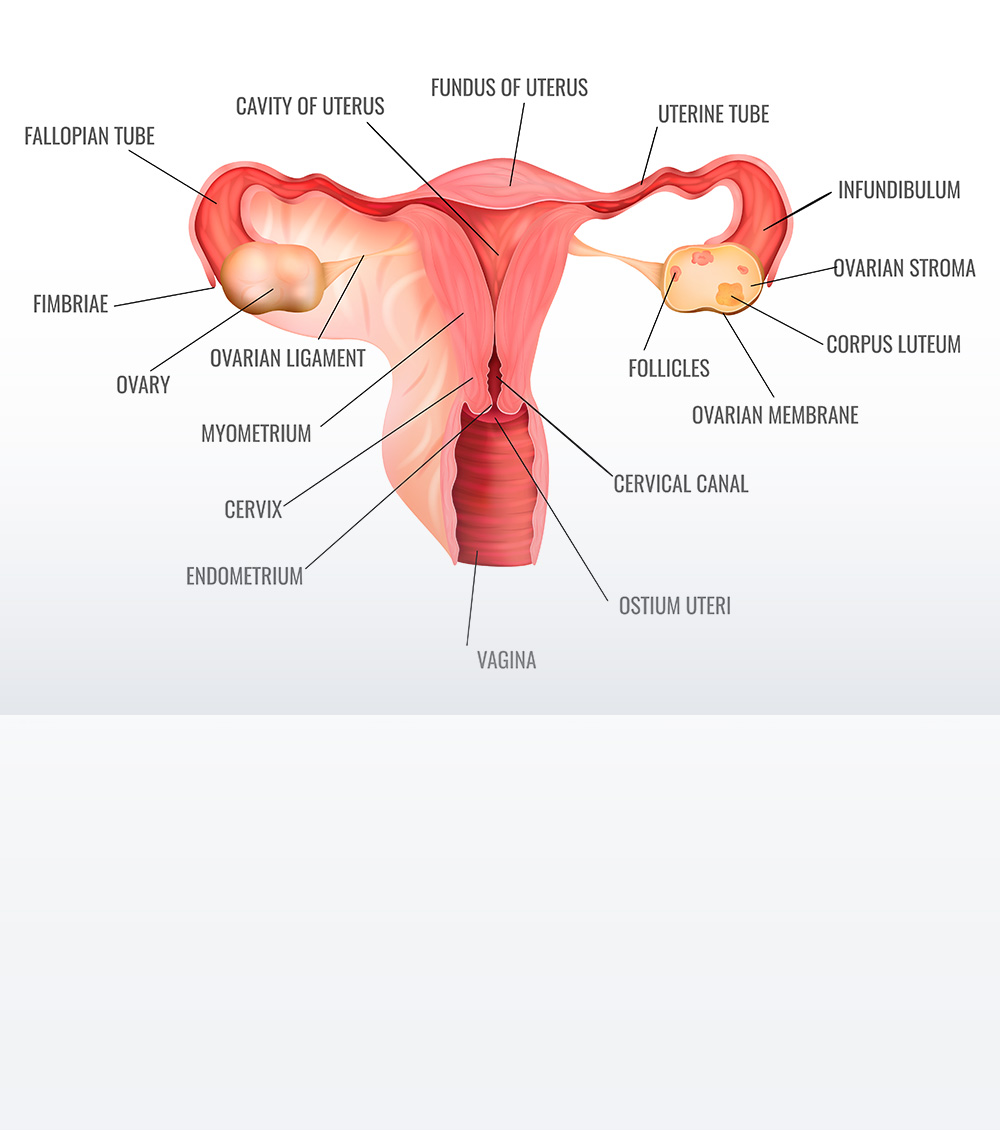 https://thangamcancercenter.com/file/wp-content/uploads/2023/10/Causes-of-Ovarian-Cancer.jpg