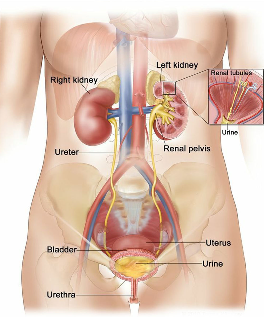 https://thangamcancercenter.com/file/wp-content/uploads/2023/11/Treatment-for-urinary-bladder-cancer.jpg