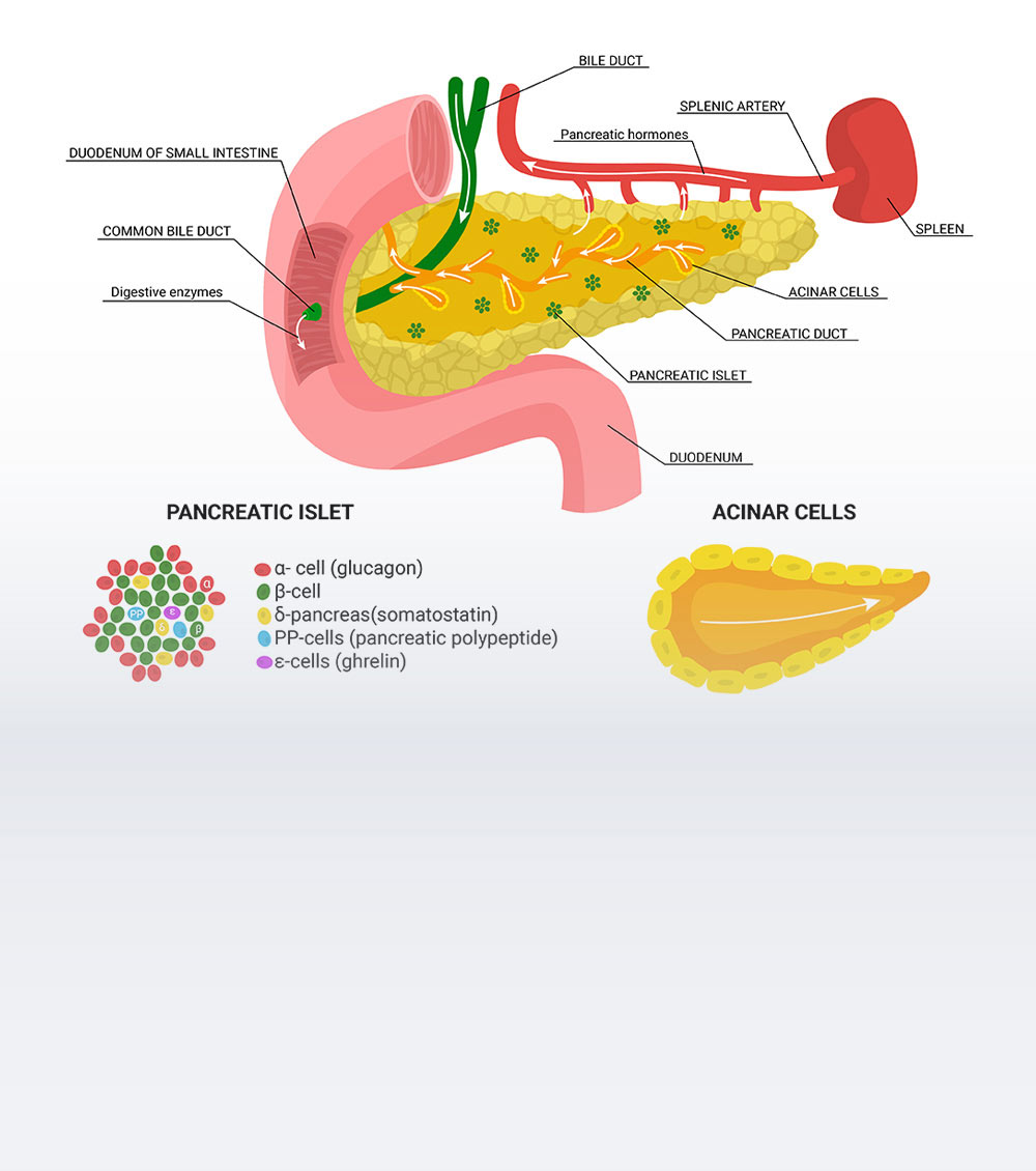 https://thangamcancercenter.com/file/wp-content/uploads/2024/07/Causes-of-Pancreatic-Cancer.jpg