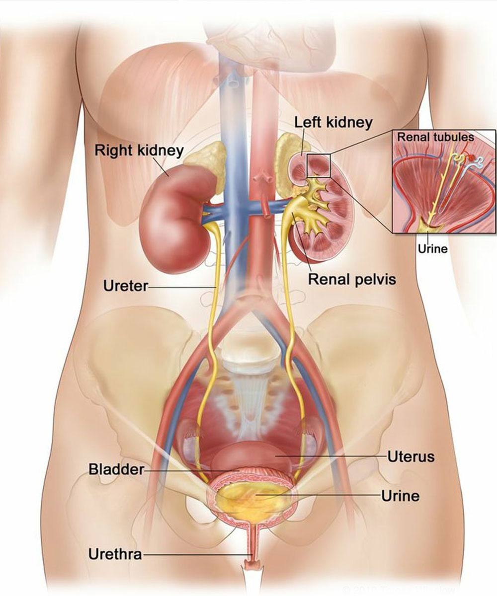 https://thangamcancercenter.com/file/wp-content/uploads/2024/07/Treatment-for-urinary-bladder-cancer.jpg